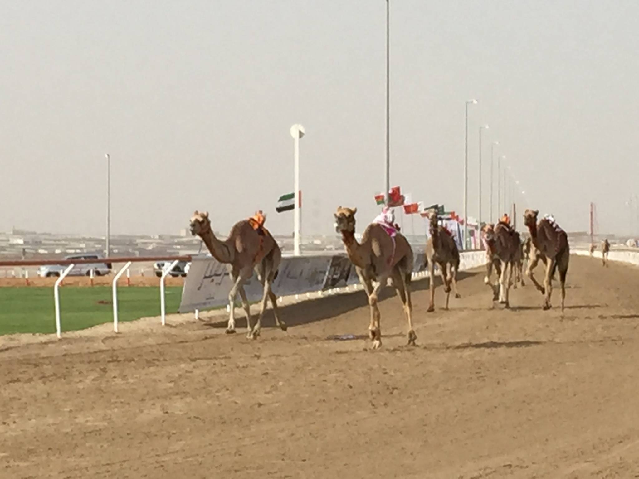 camels crossing the finish line